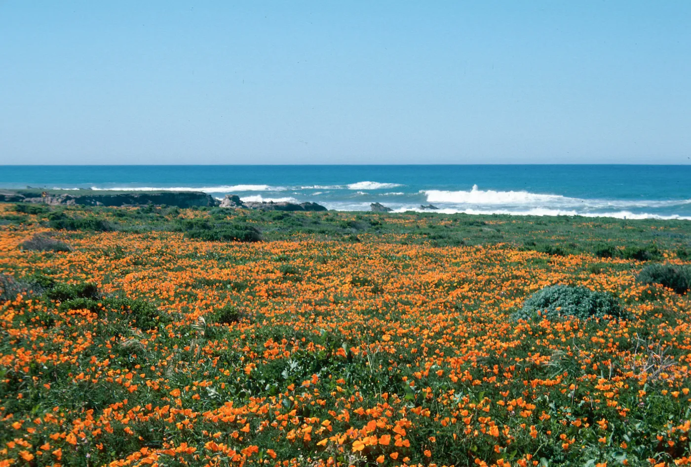MontaÃ±a de Oro, (California Poppy)