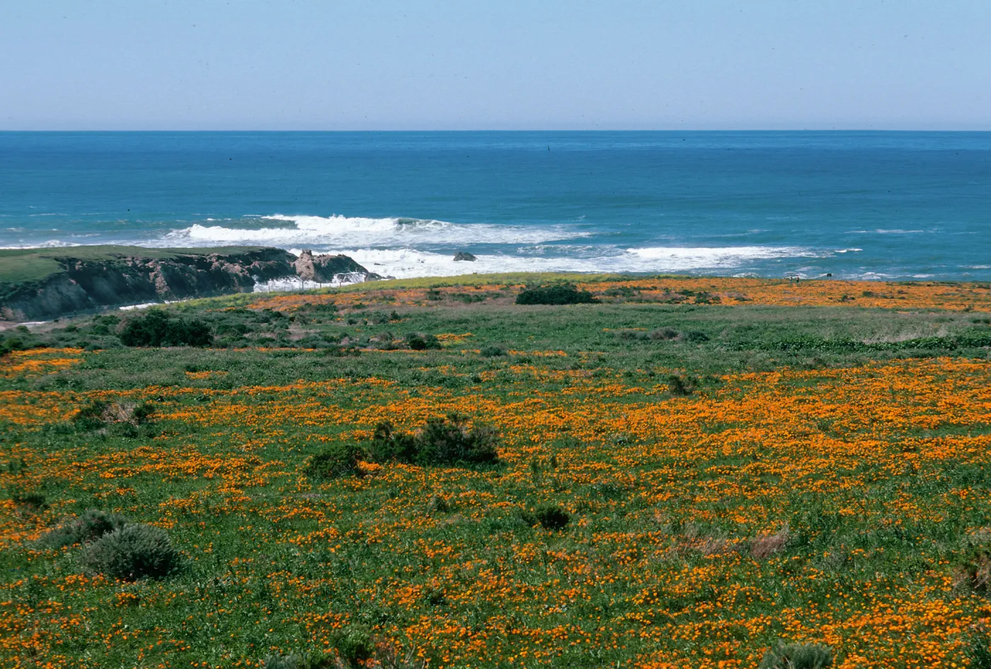 MontaÃ±a de Oro, (California Poppy)
