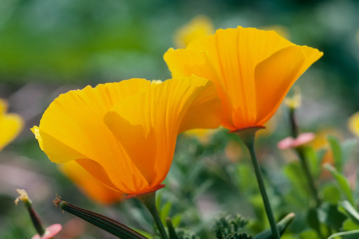 MontaÃ±a de Oro, (California Poppy)