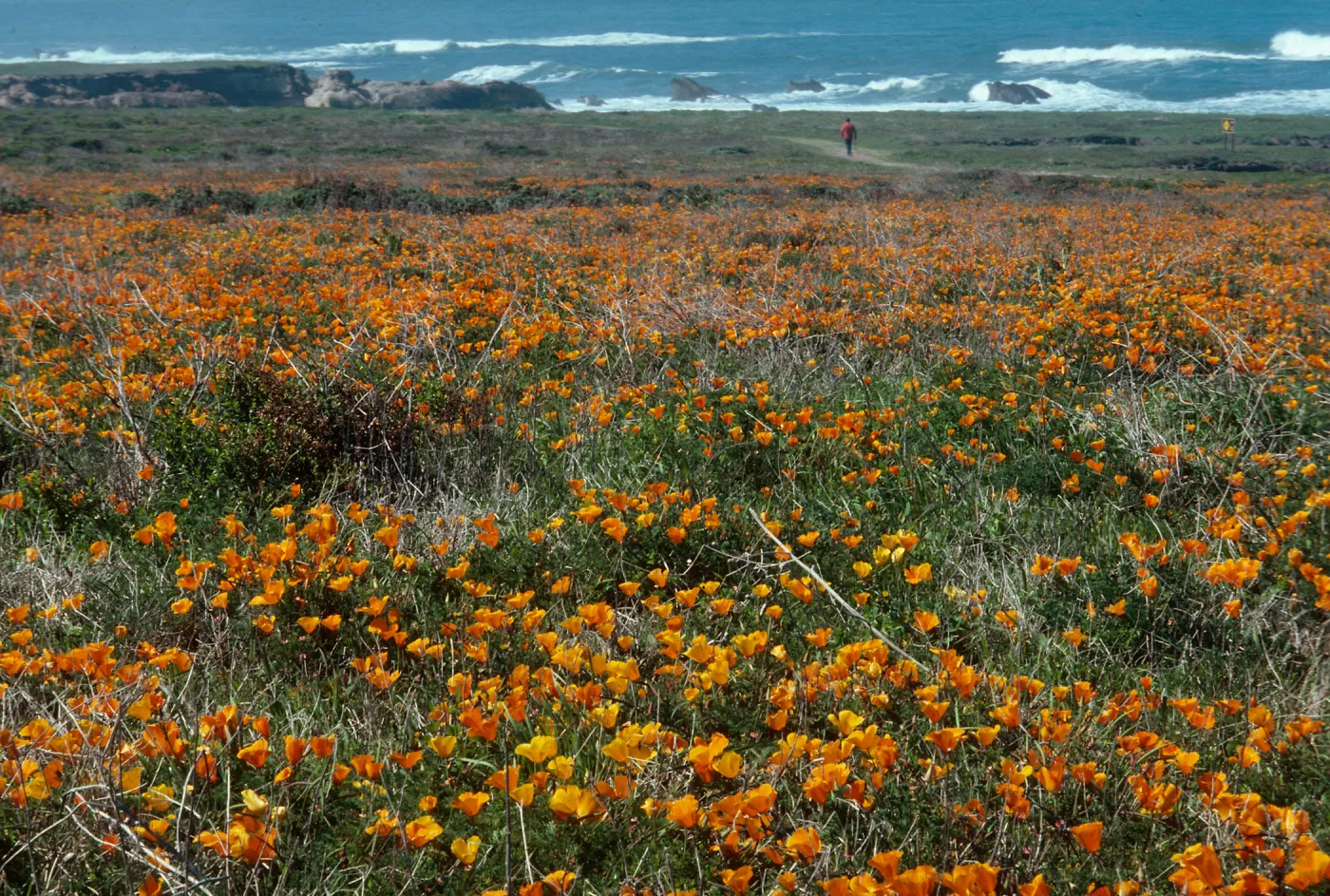 MontaÃ±a de Oro, (California Poppy)