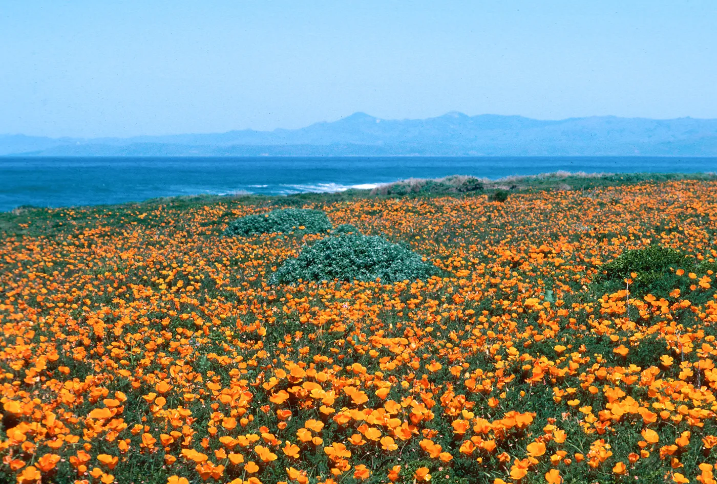 MontaÃ±a de Oro, (California Poppy)