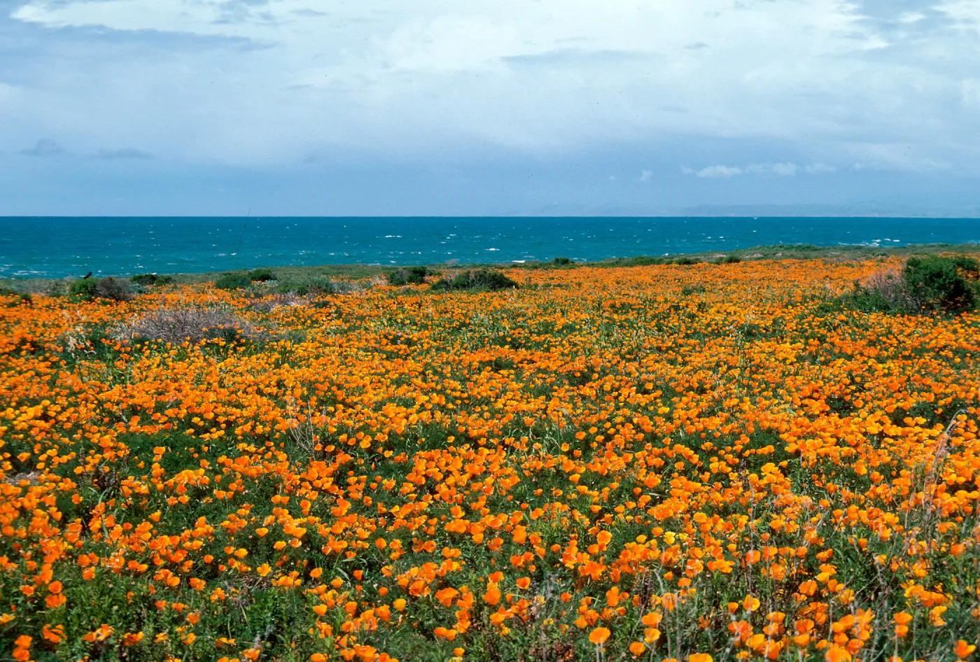 MontaÃ±a de Oro, (California Poppy)