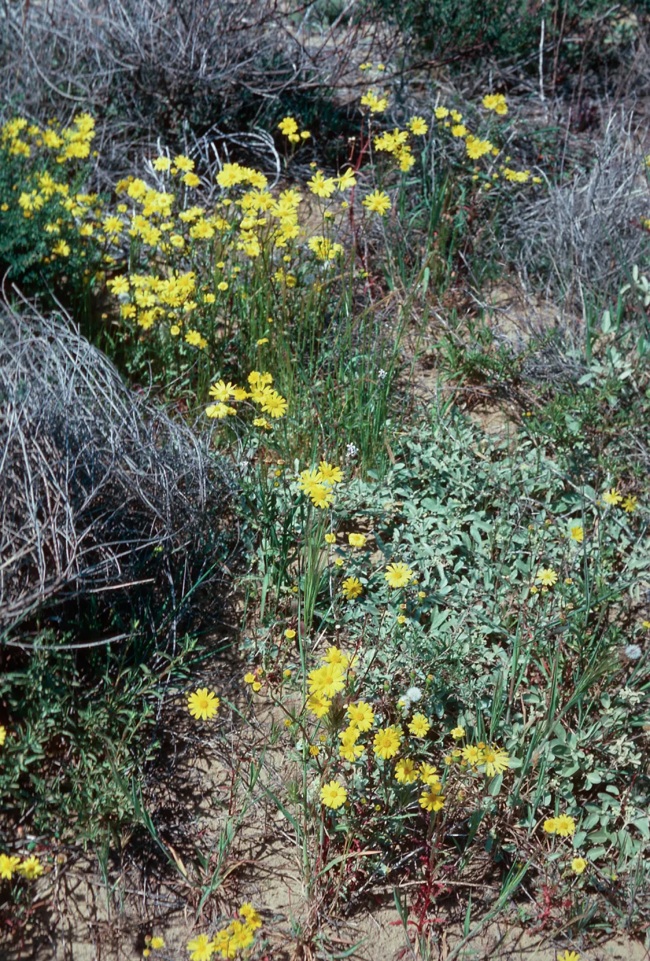 MontaÃ±a de Oro