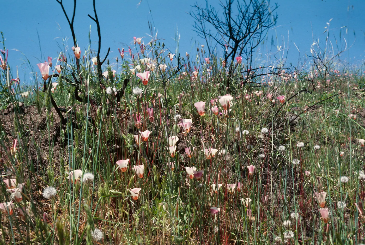 Calochortus, Hi Mountain