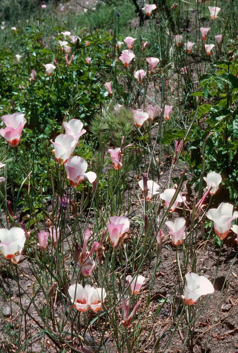 Calochortus, Hi Mountain