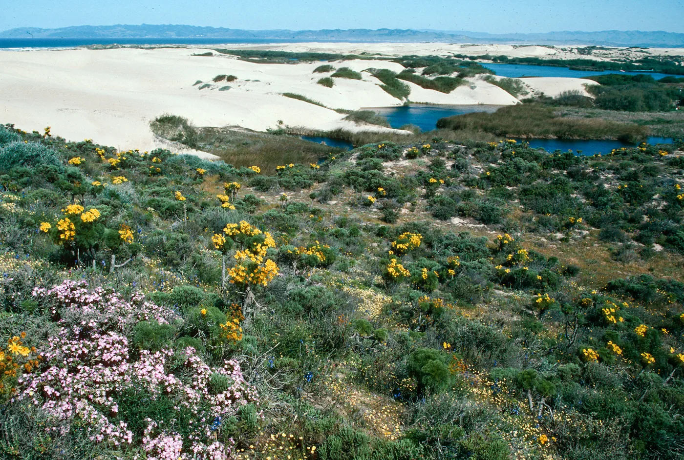 scenery, Coreopsis Hill, Oso Flaco Beach