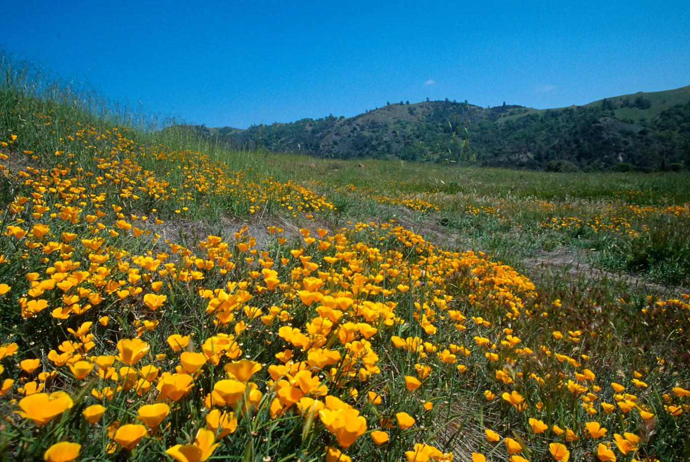 Eschscholzia californica, Poppy, Sedgwick Ranch