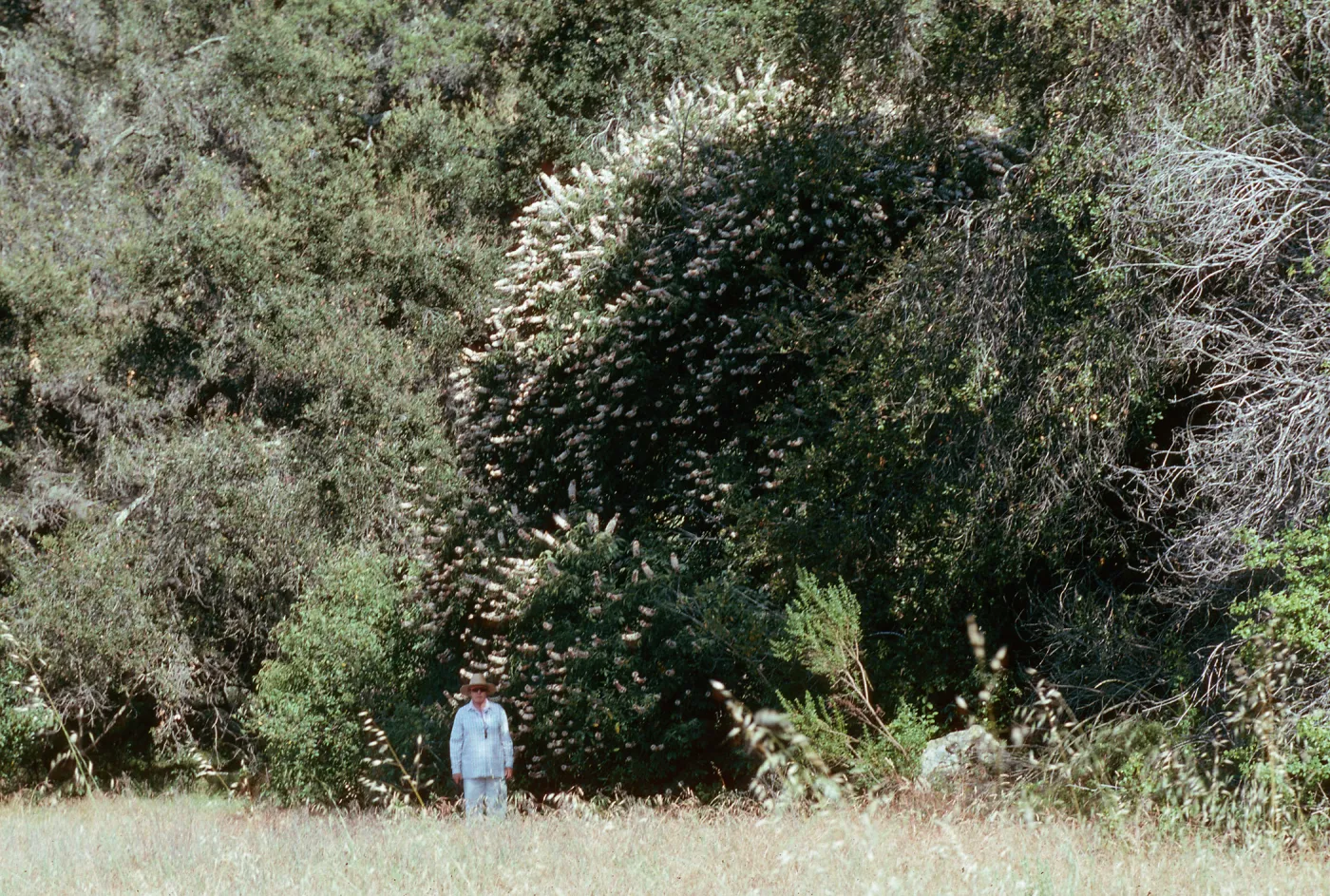Aesculus californica, Buckeye, Hwy 166, West of Buckhorn Road