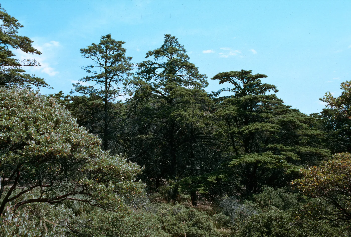 Sargent Cypress Forest, Cuesta Ridge