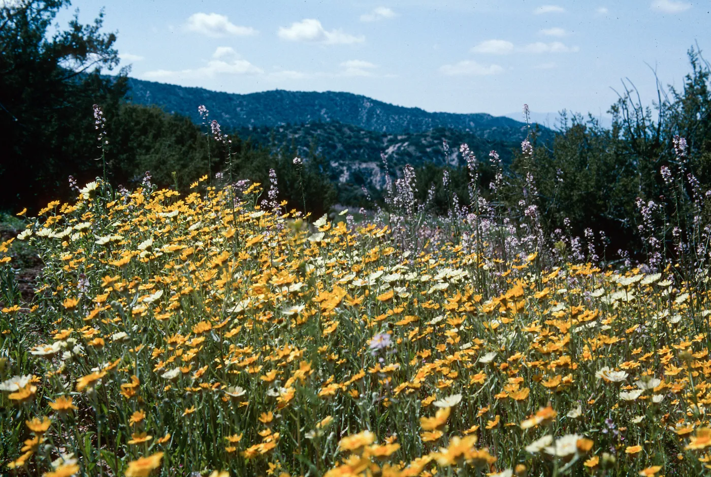 Ballinger Canyon