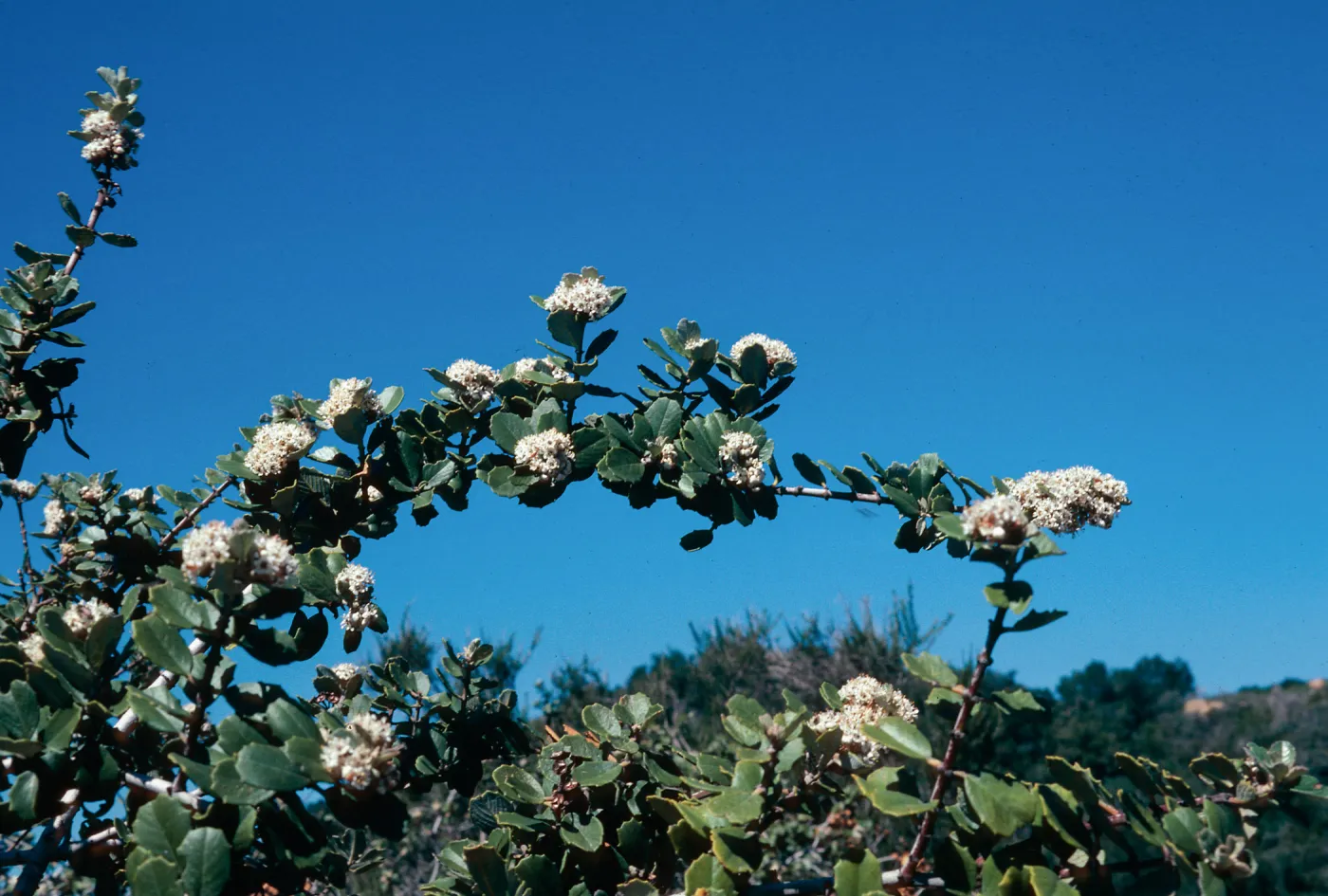 Ceanothus crassifolius (?), Painted Cave