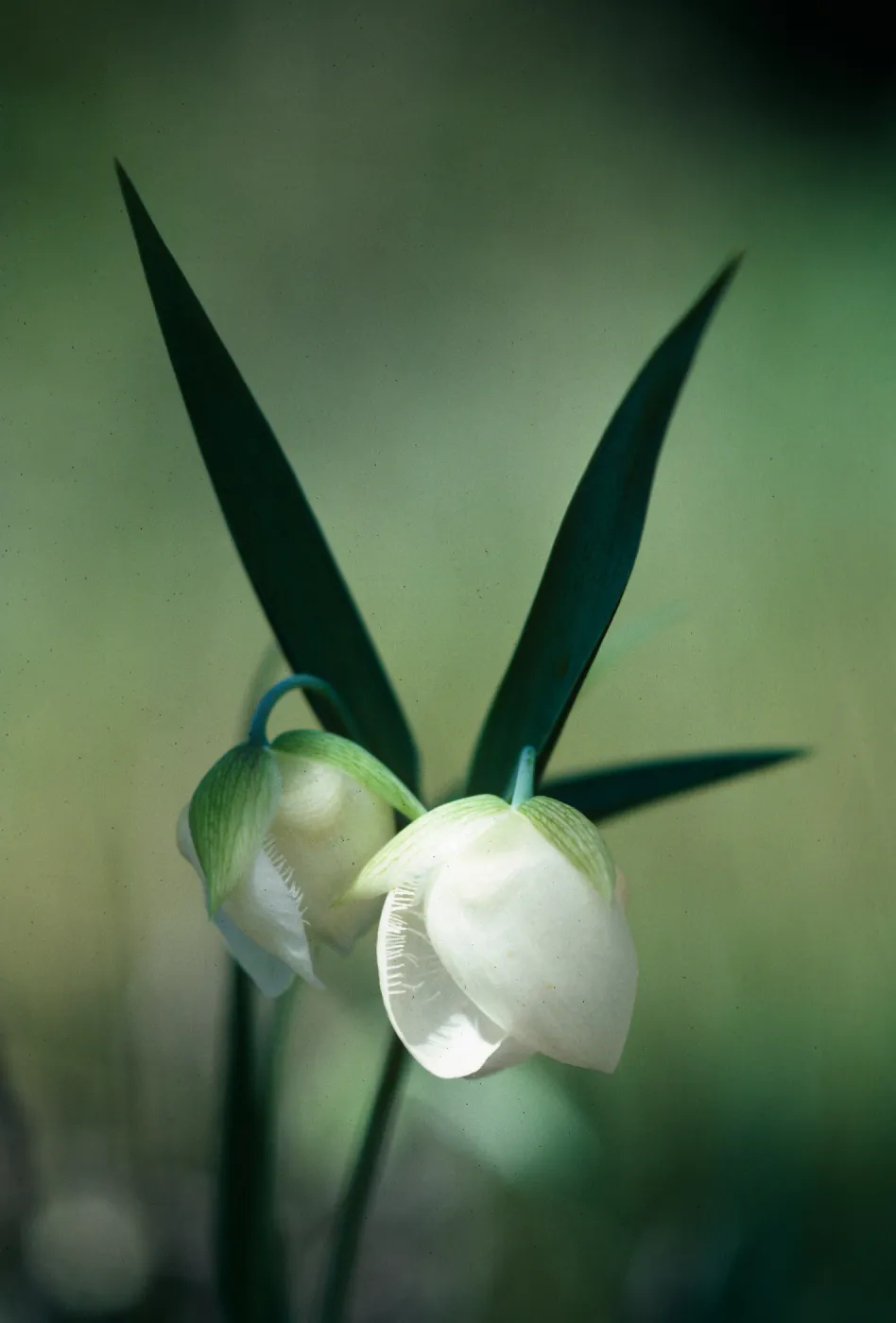 Calochortus albus