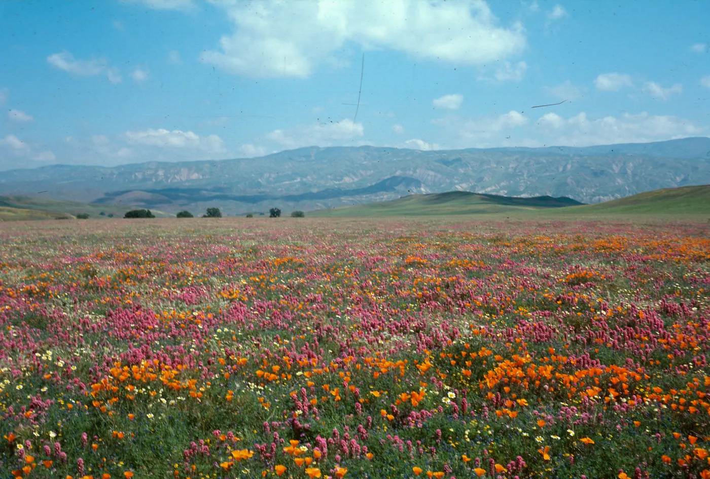 Cottonwood (California Poppy)