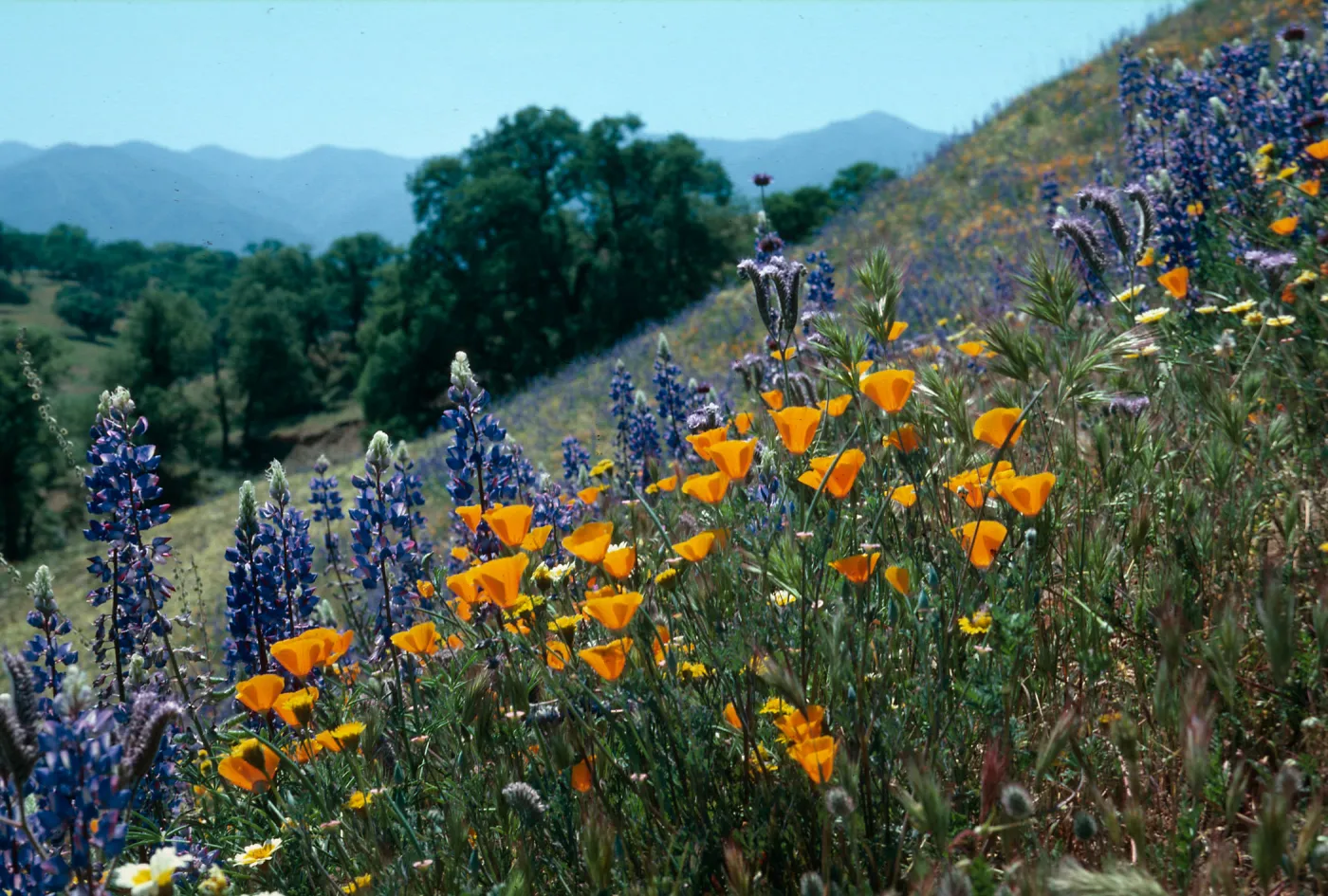Cottonwood Canyon (California Poppy) & Lupin