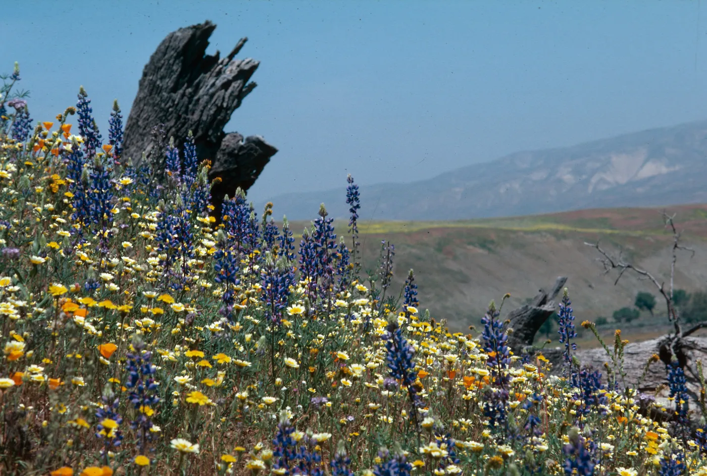 Cottonwood Canyon (Lupine)