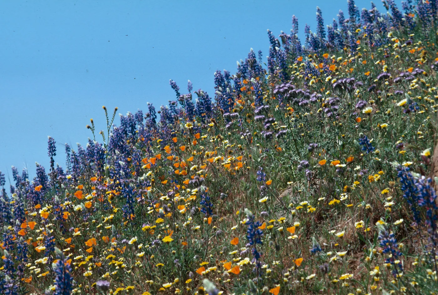 Cottonwood Canyon (California Poppy) & Lupin
