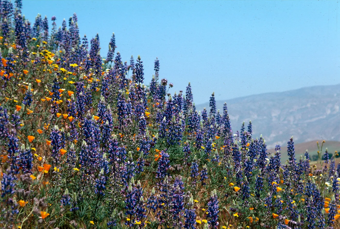 Cottonwood (California Poppy) & Lupin