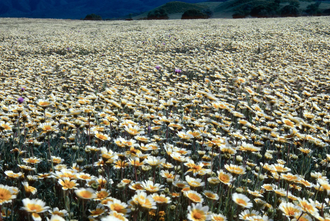 Cottonwood Canyon (tidy tips) 
