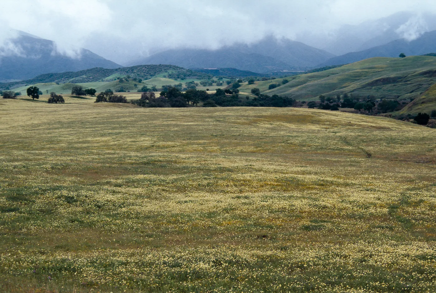Tidy tips, Cottonwood Canyon