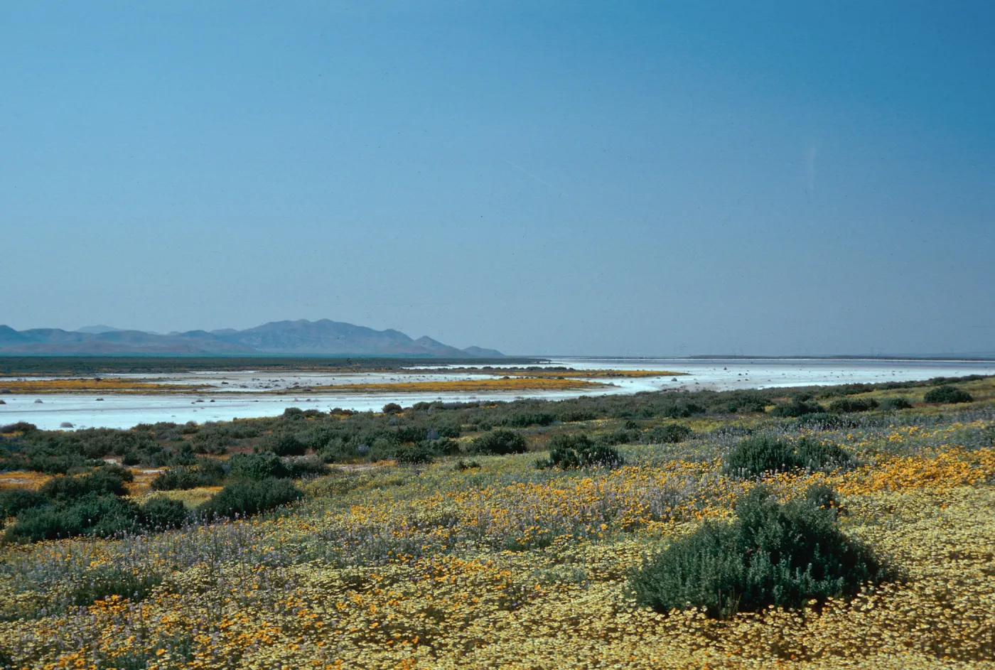 Fiddle, etc., Soda Lake