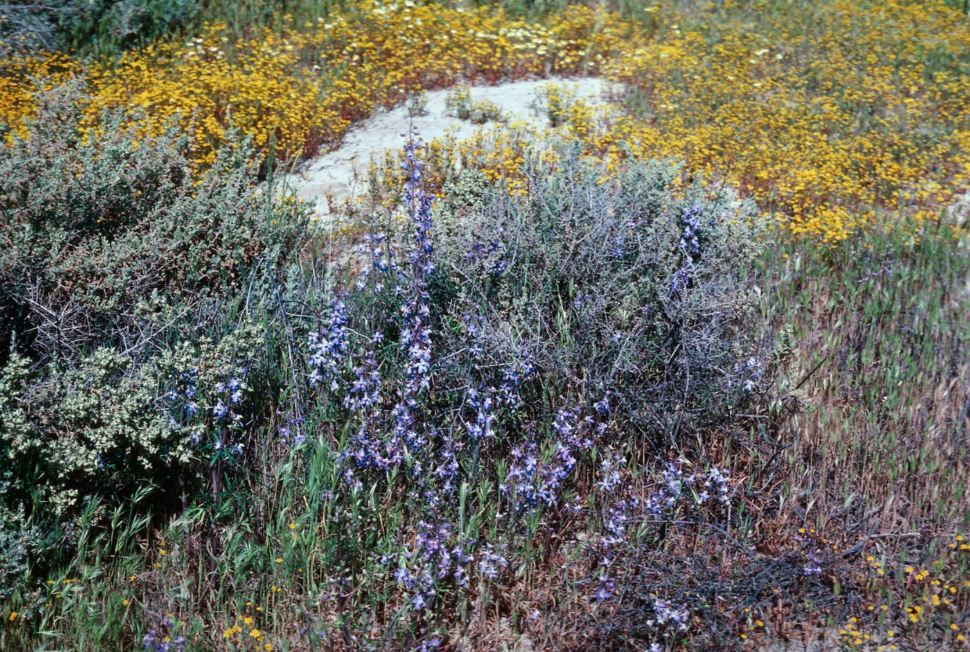 Larkspur, Soda Lake