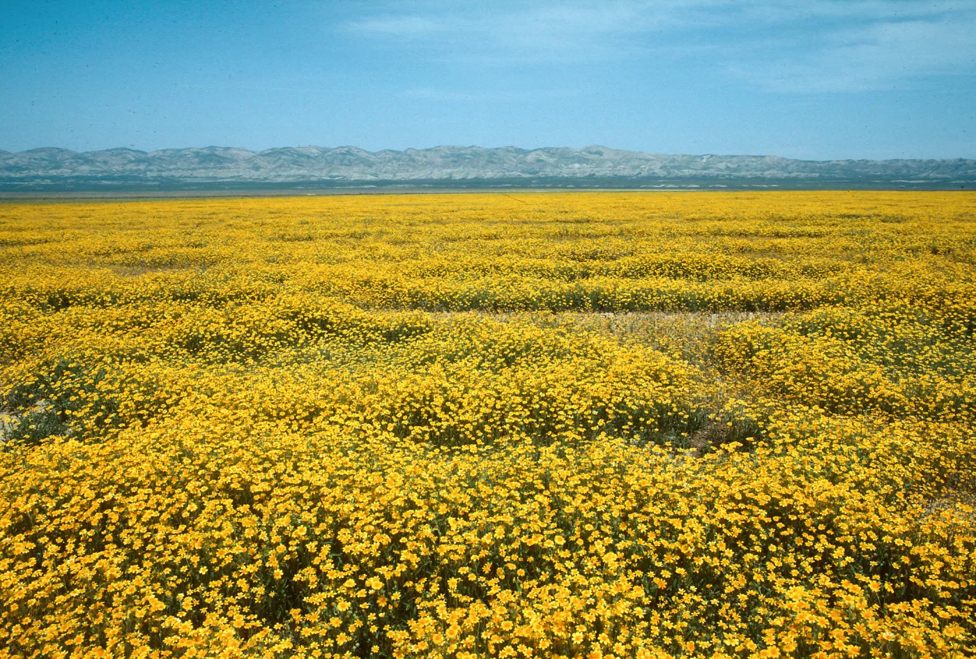 Soda Lake