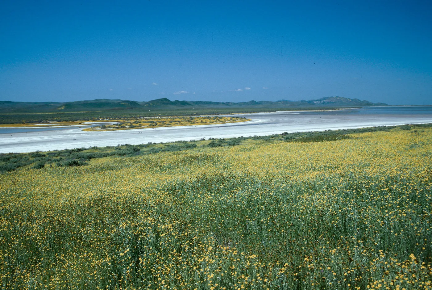Soda Lake