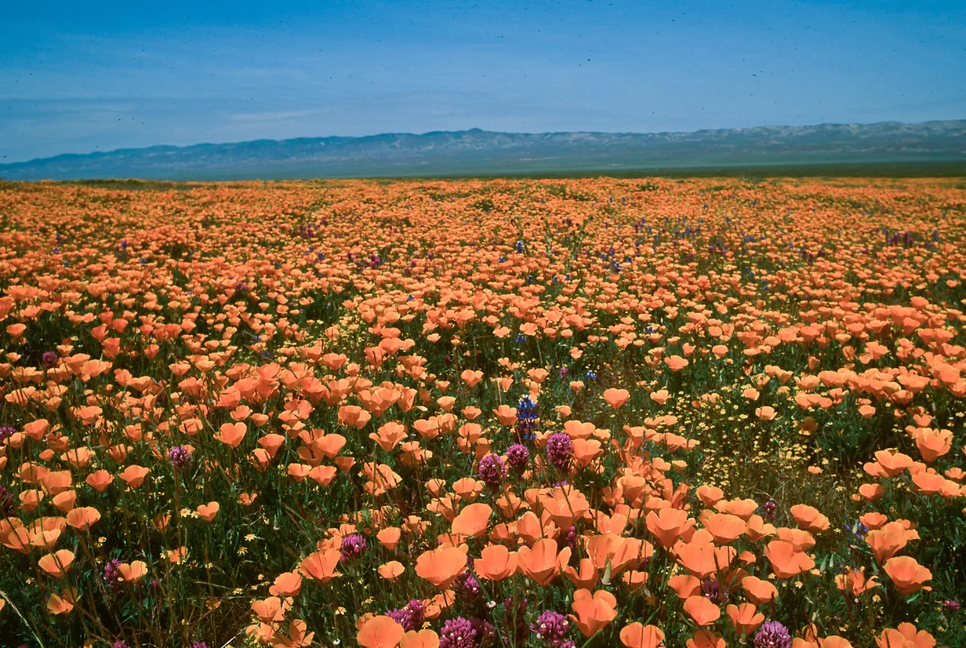 Soda Lake (California Poppy)