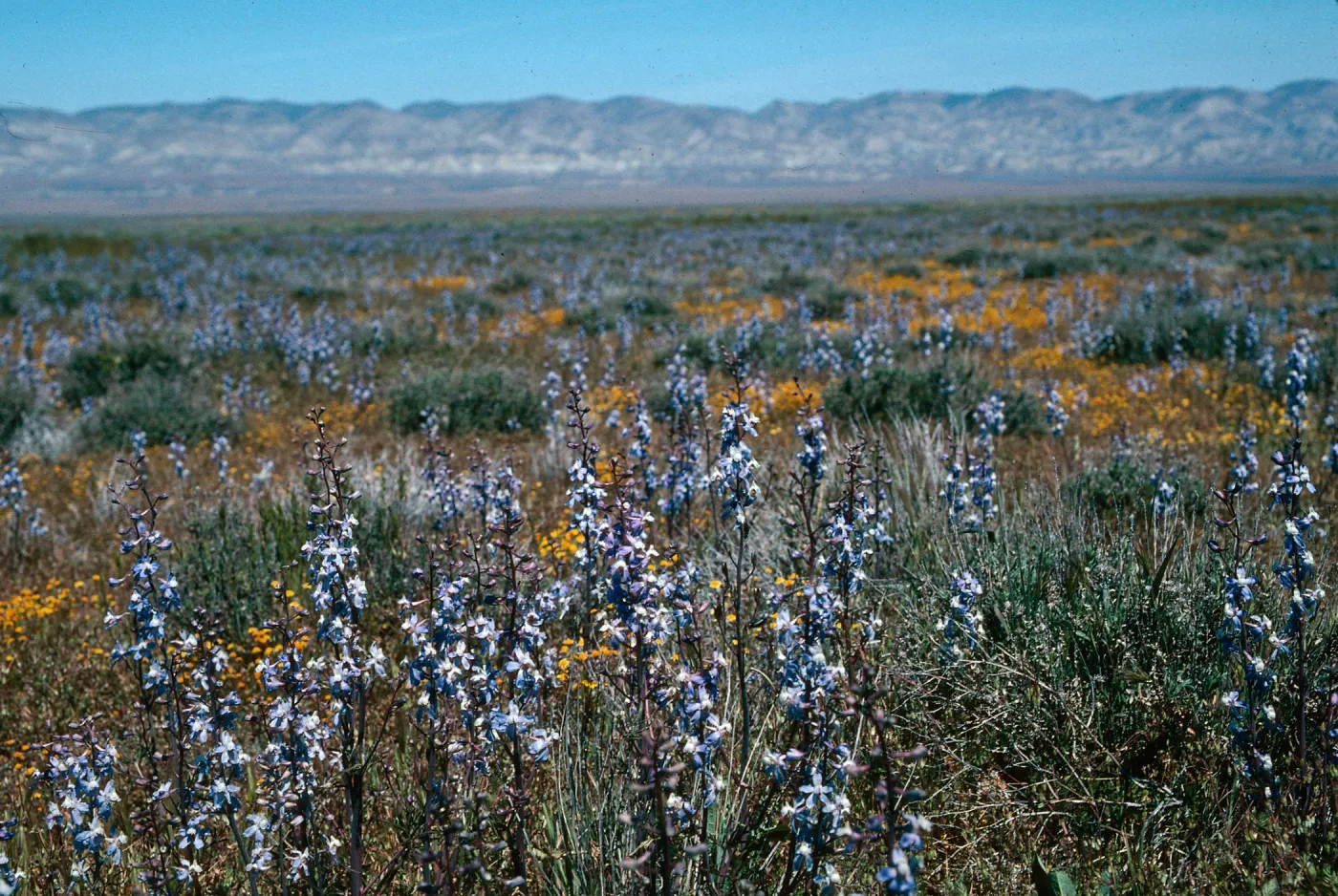 Delphinium recurvatum, Larkspur, Soda Lake