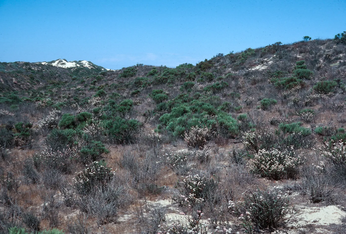 Nipomo Dunes