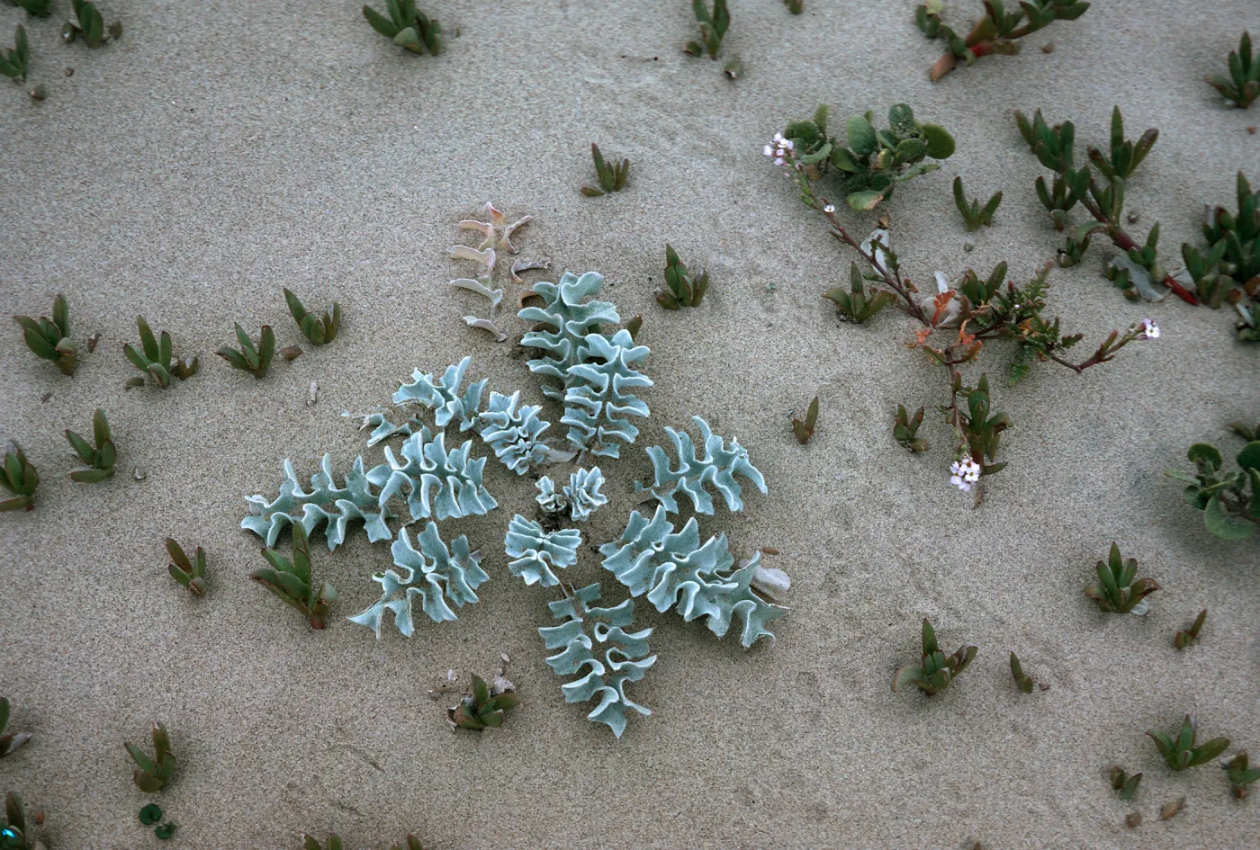 Surf Thistle, Guadalupe Dunes