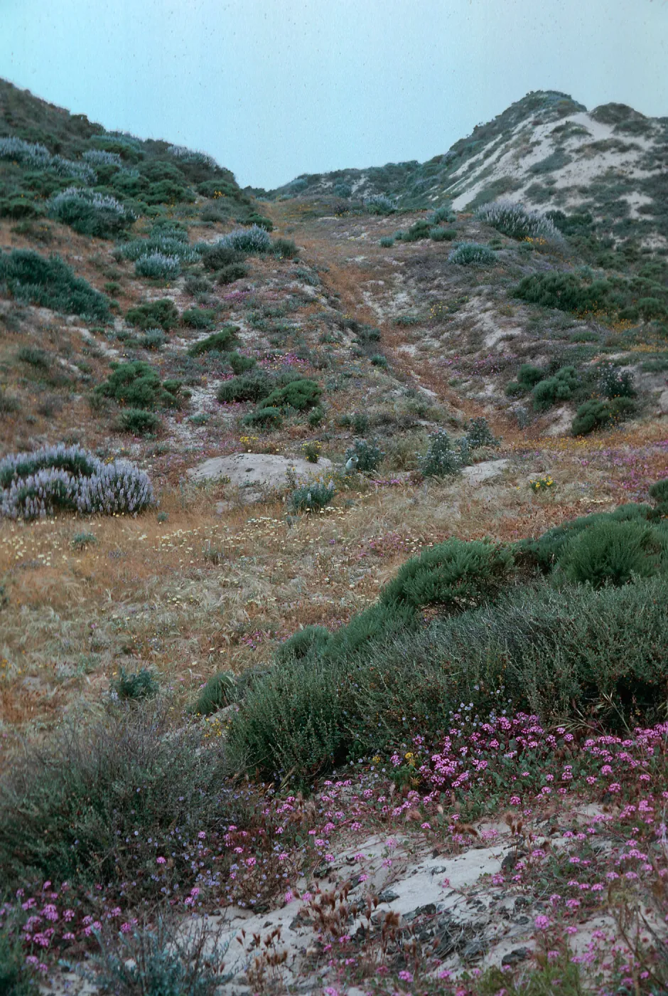 Guadalupe Dunes
