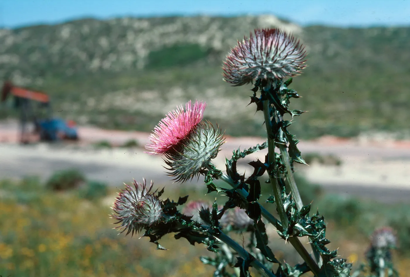 Cirsium, Guadalupe Dunes