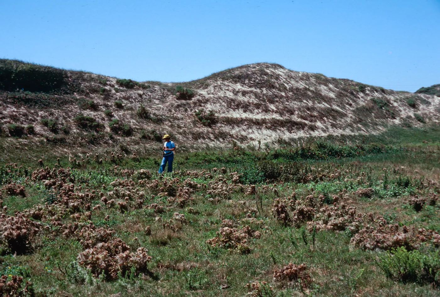 Guadalupe Dunes