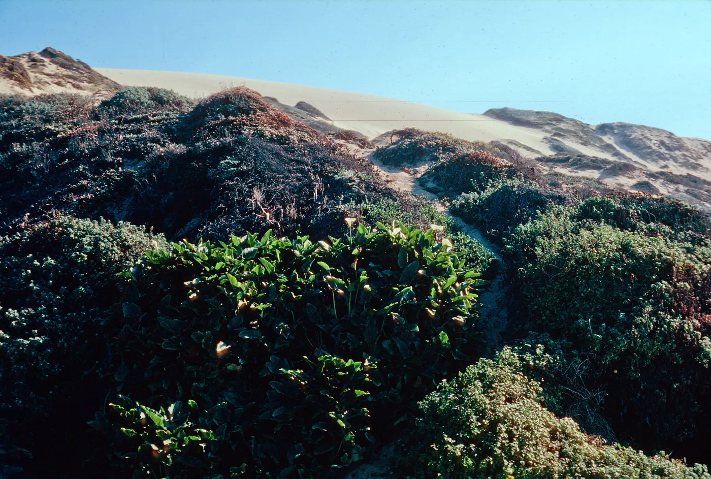 Guadalupe Dunes