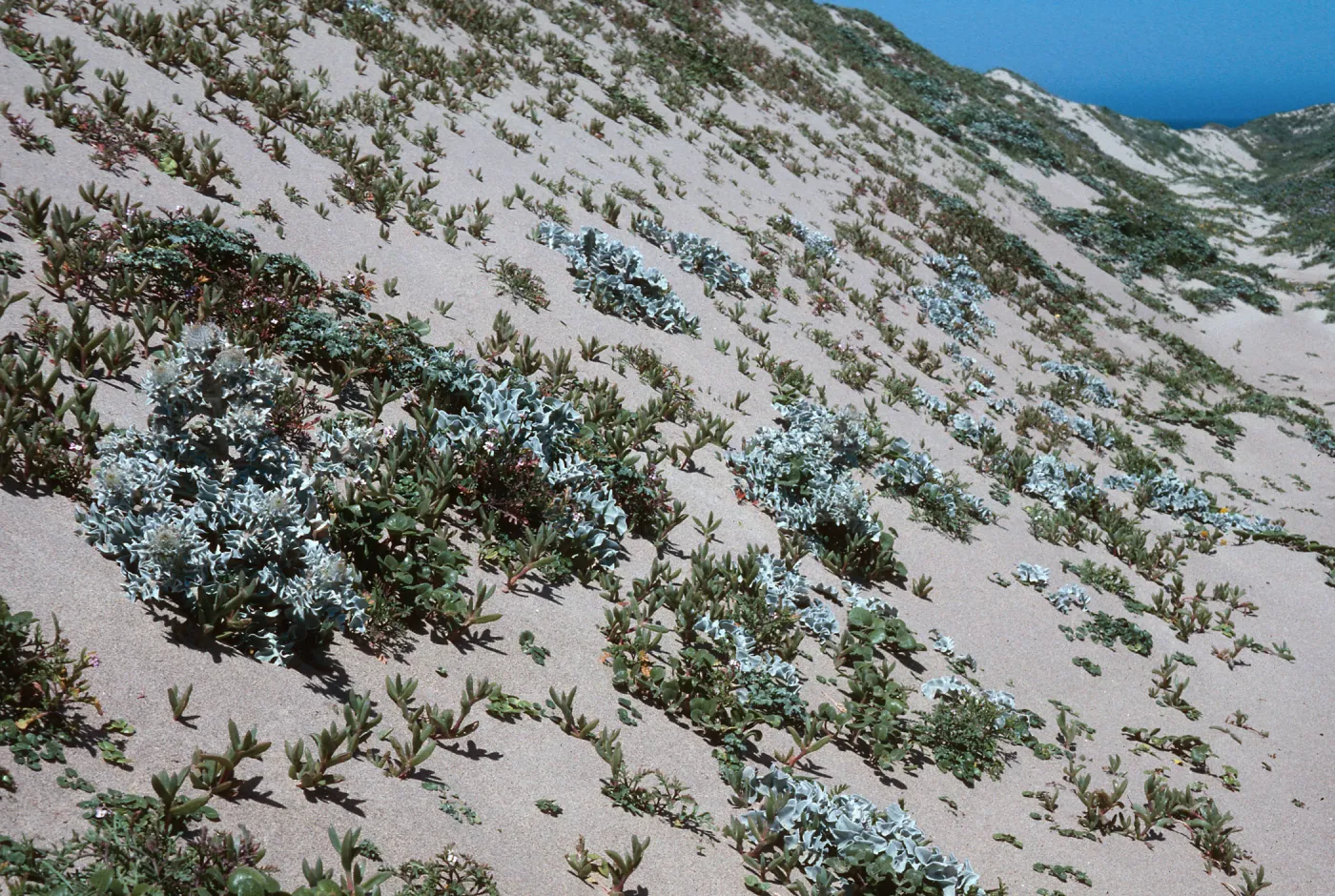 Guadalupe Dunes