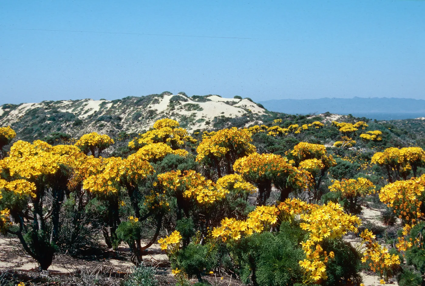 Coreopsis, Guadalupe Dunes