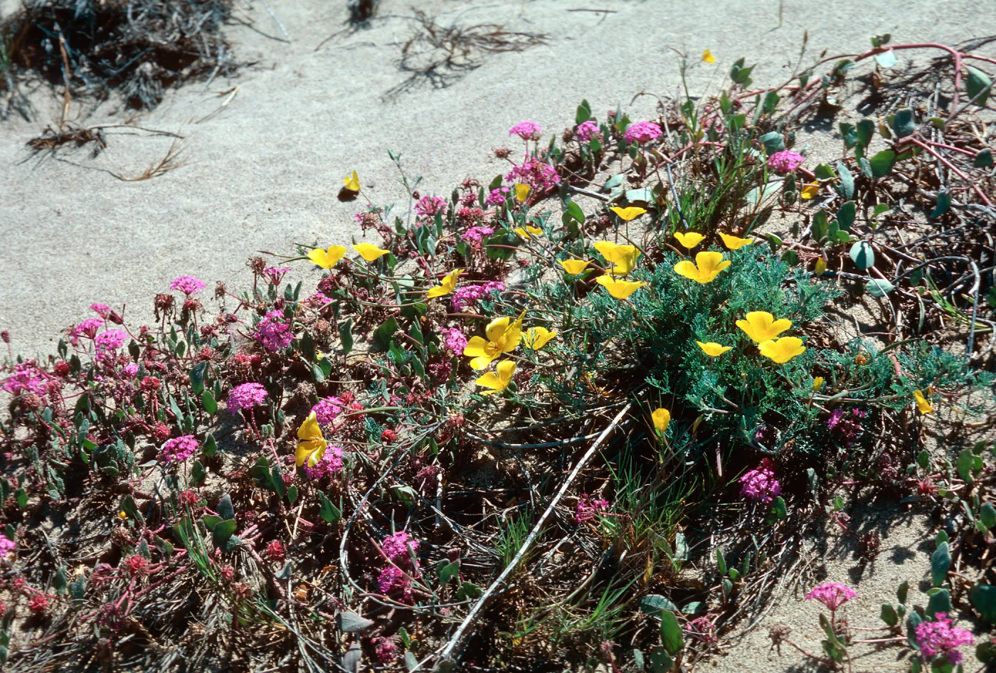Verbena (Vervain), California Poppy, Guadalupe Dunes