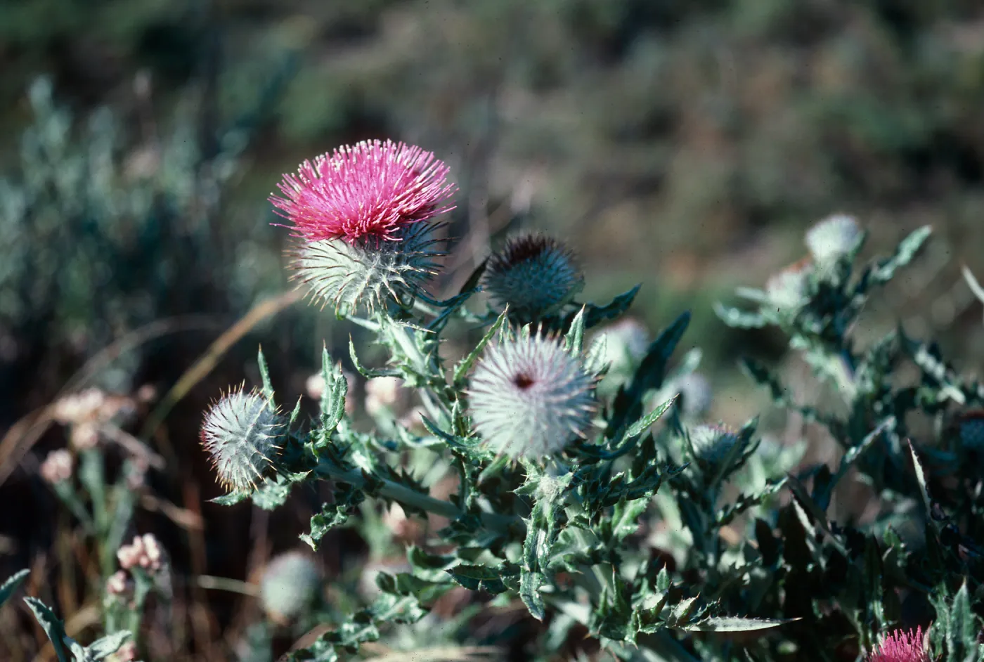 Guadalupe Dunes