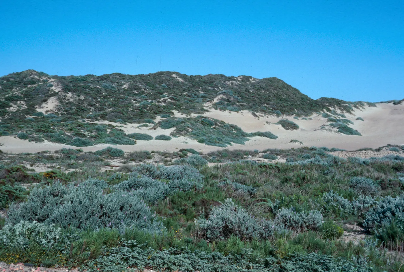 Guadalupe Dunes