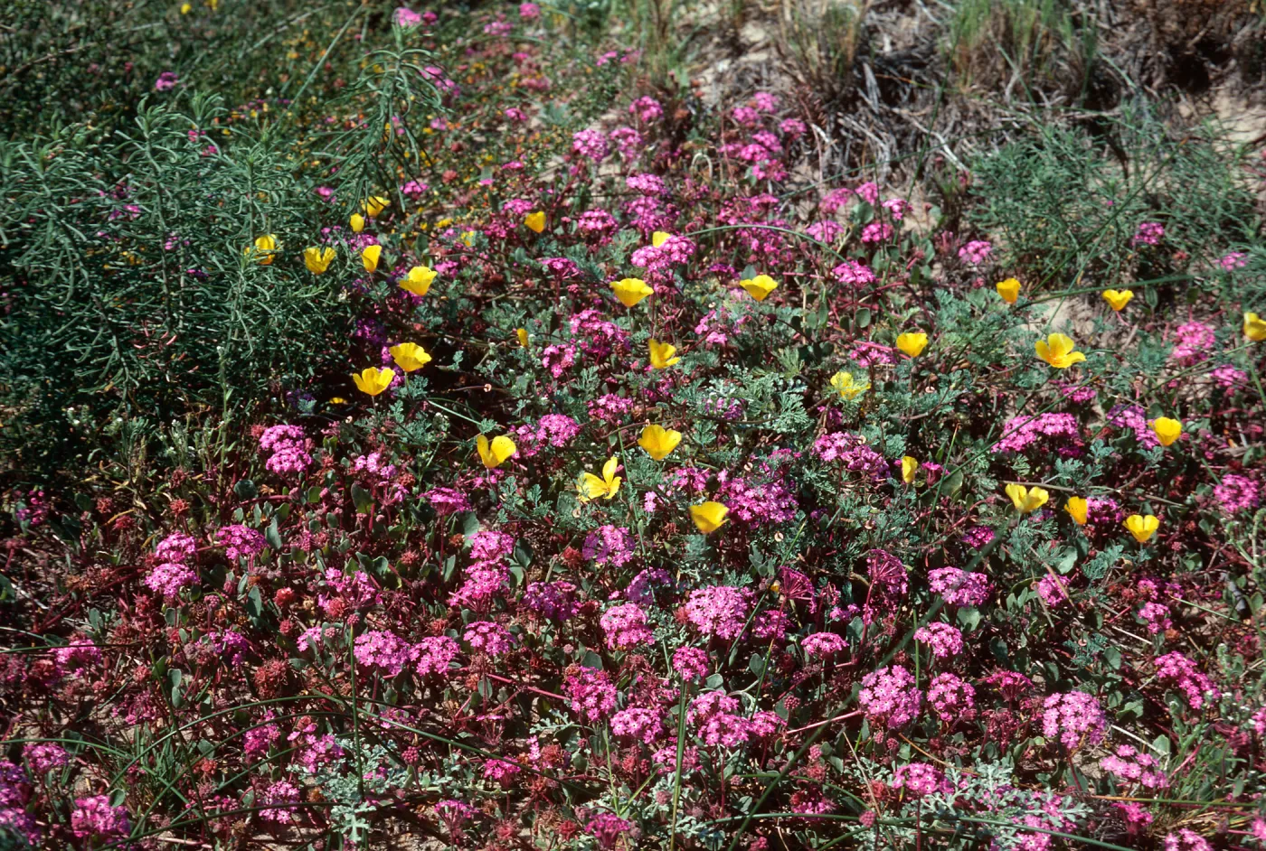 Guadalupe Dunes (California Poppy) (Vervain)