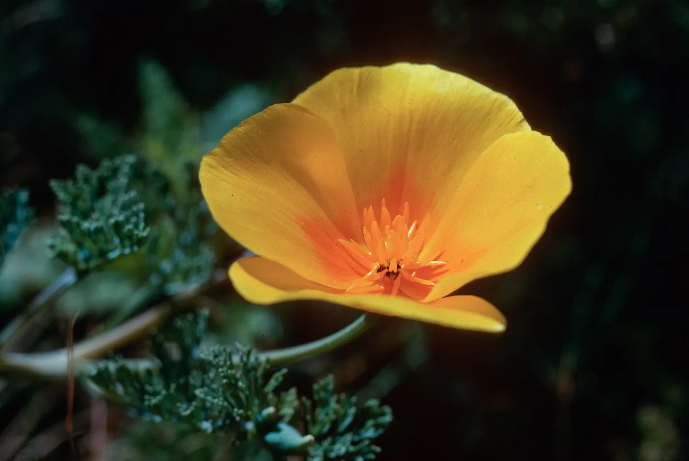 Guadalupe (California Poppy)