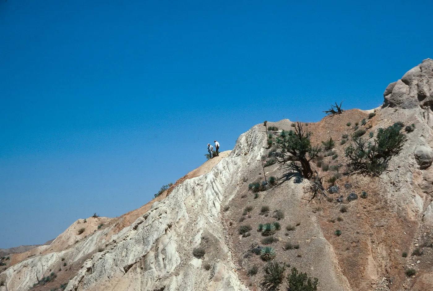 Ballinger Canyon, fossil search