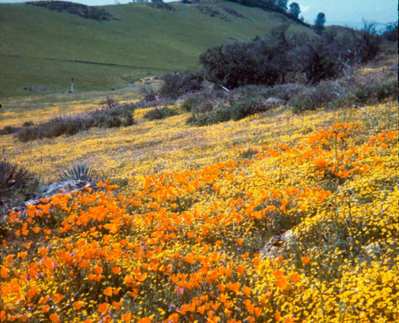 Figueroa Mountain