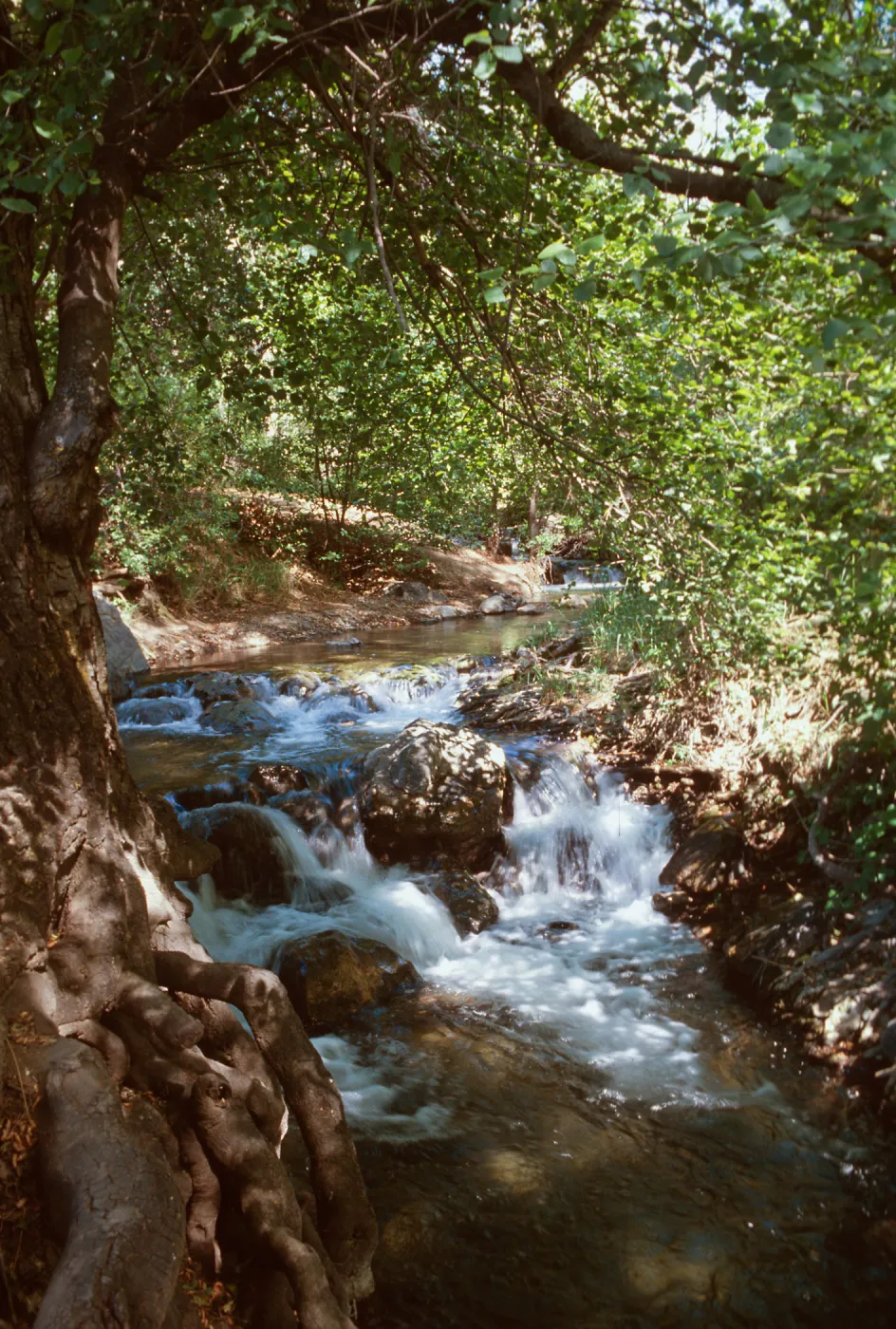 Figueroa Mountain