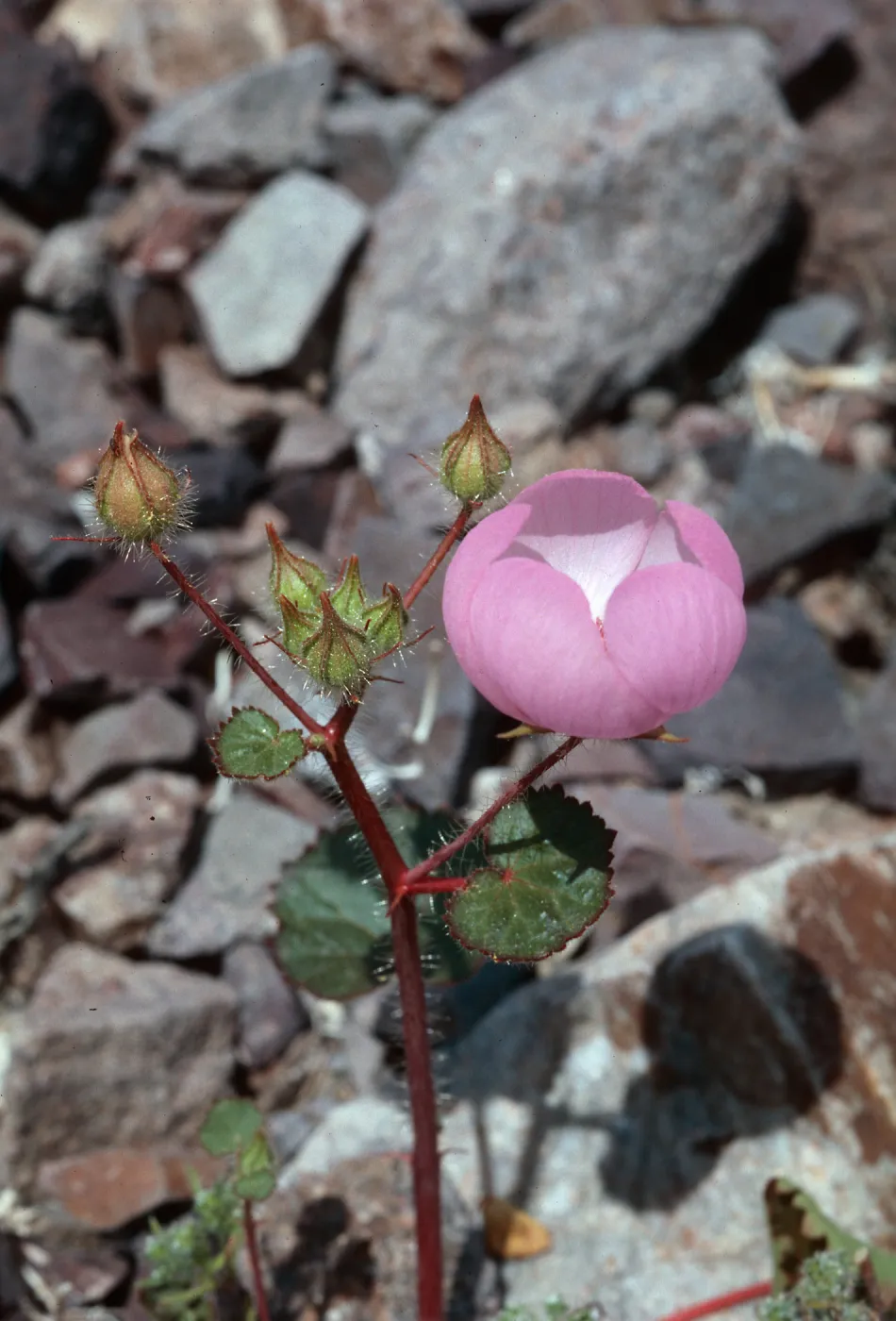 Desert Fivespot, Death Valley