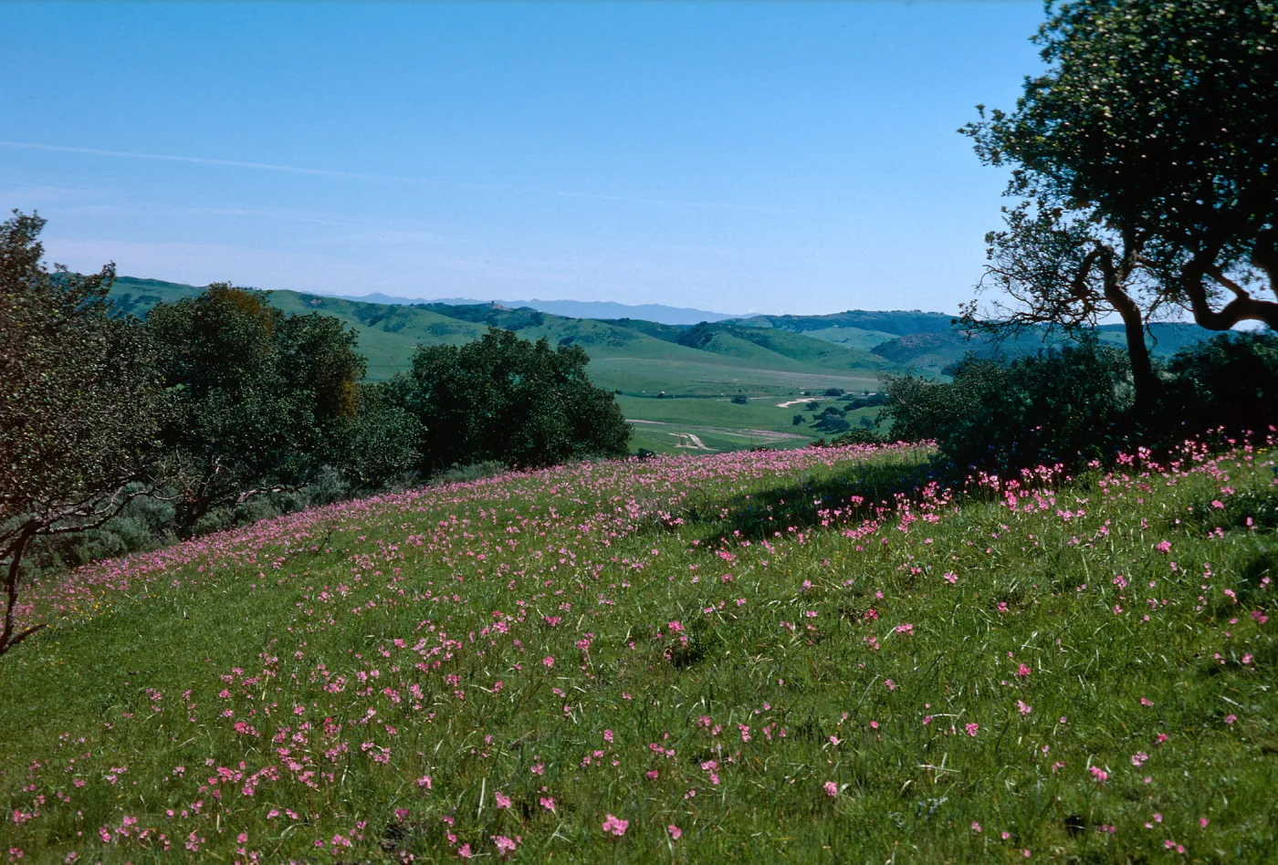 Shooting stars, Los Alamos