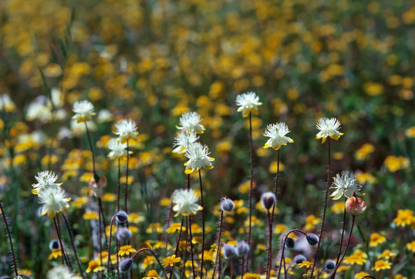 Cream and gold, Sainz Ranch