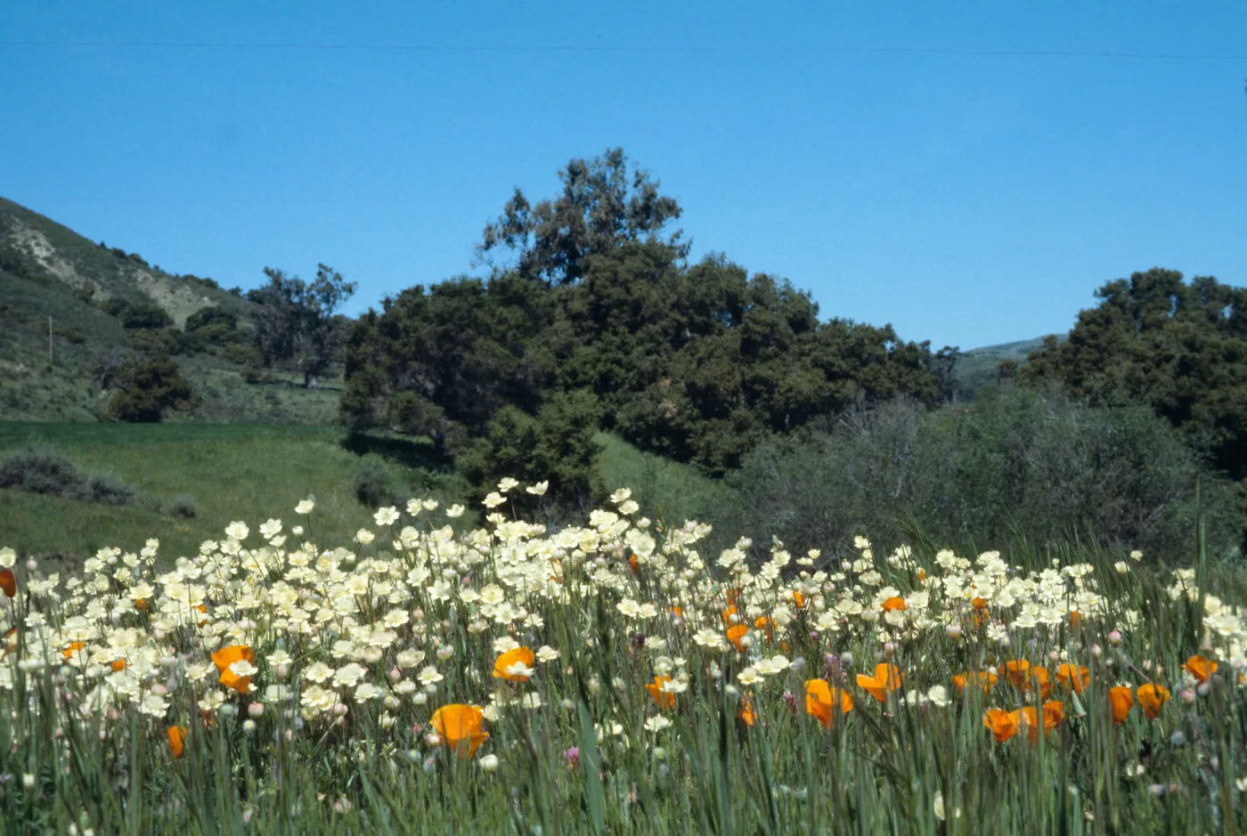 Cream cups, Sainz Ranch