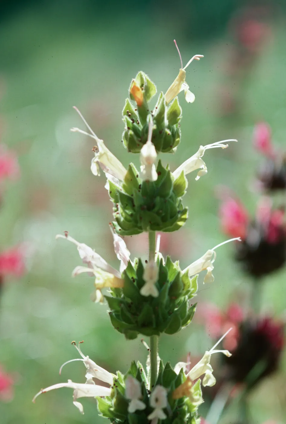 Los Alamos Ranch (sage)